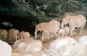Обитатели пещер