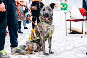В Данилове спасенный зоозащитниками пес отправился служить на границу
