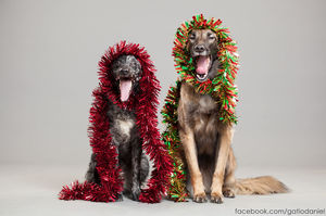 Эти собаки знают, как нужно встречать Новый год!