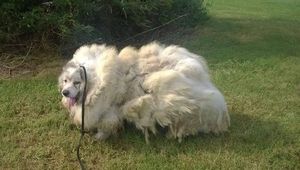 История спасения собаки, с которой удалили 16 килограммов шерсти.