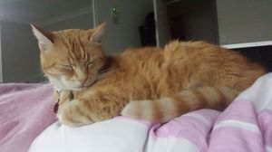 Кот, потерявшийся в Австралии, воссоединяется со своей мамой.