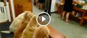Потрясающее видео про 4 собачек
