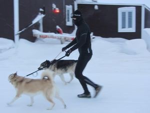 Приютские собаки выходят на прогулки даже зимой!