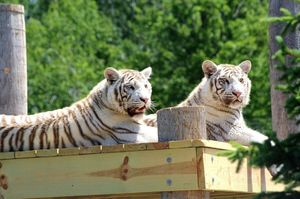 История о двух братьях-тиграх, которые до сих пор не расстаются.