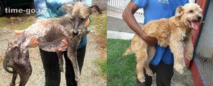 Бездомные собаки до и после приюта
