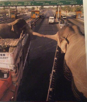Душераздирающая фотография прощания слонов, которая покорила сердца всего мира