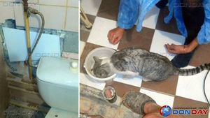 Житель Новочеркасска сломал стену в туалете, чтобы спасти кошку