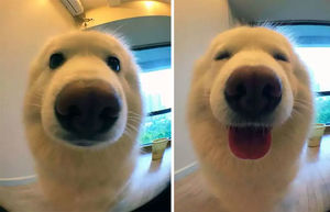 Фотографии животных до и после того, как их назвали “хорошими”.