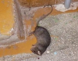 Катастрофичная ситуация с крысами в Лидском районе Белоруссии