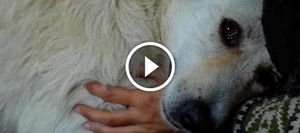 История спасения бездомного пса Бадди, растопит даже самое холодное сердце! Это огромный комочек любви!