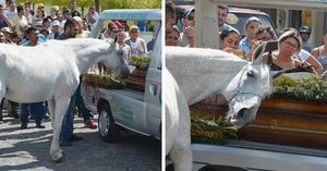 Конь пришел на похороны любимого хозяина