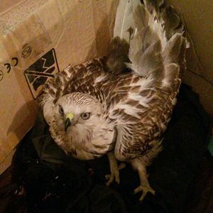 В Благовещенске спасают раненную хищную птицу, которую выбросили в мусорный бак