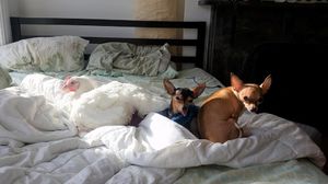 Спасенная курица любит спать на кровати с братьями-собаками.