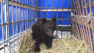 Голодного медвежонка спасли в Кировской области