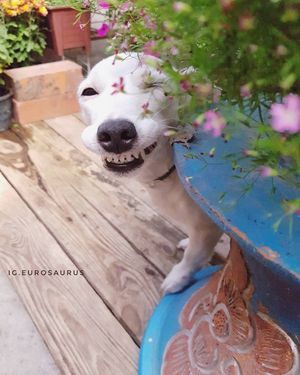 Улыбающийся пес с бабочкой на носу