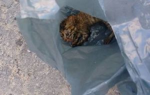 Котёнок, которого выбросили в мусорном пакете