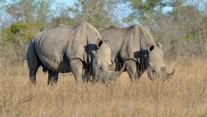Белые носороги посещают огромные кучи навоза, чтобы узнать последние новости