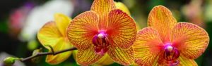 Пошаговая пересадка орхидеи Фаленопсис в домашних условиях, особенности выбора горшка и грунта