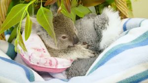 Осиротевшая маленькая коала теперь живёт с мягкой игрушкой