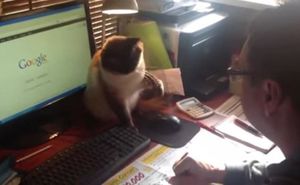 Кот-баловень не отдает компьютерную мышь