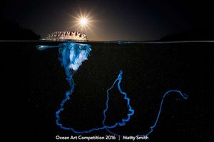 16 невероятных фото подводного мира с конкурса Ocean Art Contest
