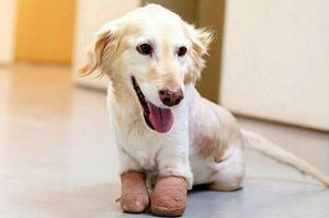 Пёсик, которого чуть не съели в Корее, получил протезы лап