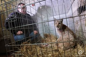 Челябинский ветеринар Карен Даллакян спасает рысь, попавшую в капкан
