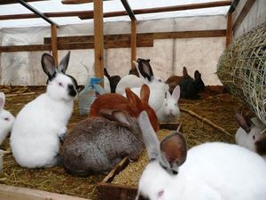 Чтобы кролики хорошо росли и не болели: особенности кормления и вакцинации