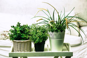 11 растений, очищающих воздух в квартире
