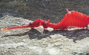 Красный, или рубиновый морской дракон (Phyllopteryx dewysea). Энциклопедия. Материал для реферата