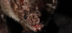 Летучие мыши-вампиры впервые напали на человека