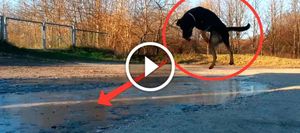 Потрясающая реакция собаки за замершую лужу