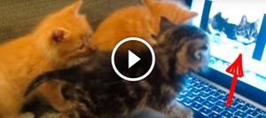Трем котятам включили известное видео, про говорящих котов