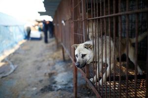 Кушать не подано. В Южной Корее зоозащитники сумели спасти от съедения 200 собак