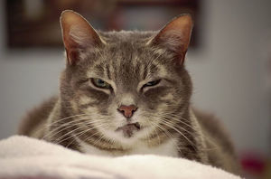 10+ самых сердитых кошек в мире, которым надоела человеческая чушь.