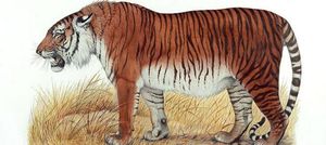 В Средней Азии хотят «воскресить» каспийских тигров