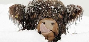 25 красивых фотографий животных в снегу