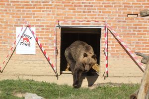 «Самый грустный медведь в Европе» спасен и бегает свободным
