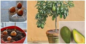 Как вырастить дома плодоносящее авокадо из косточки