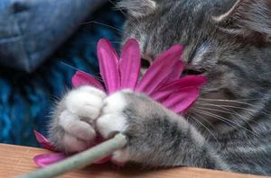 22 кота с цветами — передозировка мимишностью