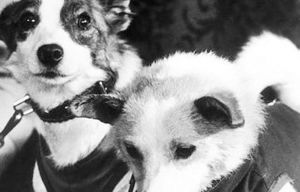 Лайка: трагедия первой собаки в космосе