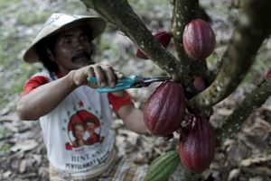 Какао на плантации в Южной Сулавеси
