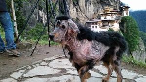 История спасения собаки из Гималай