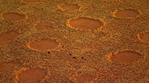 Ученые уверены, что близки к разгадке тайны «ведьминых кругов» в пустыне Намиб