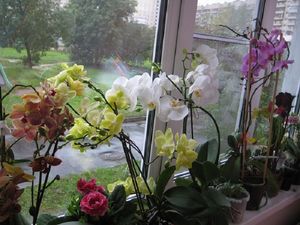 Это средство — настоящая находка для всех любителей орхидей!