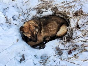 Водитель сбил собаку и брлсил её в снег умирать