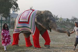 В Индии для приютских слонов вяжут теплые свитера, чтобы защитить от похолодания