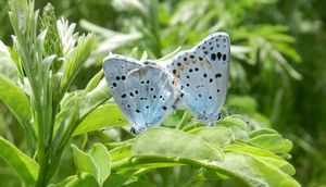 Под Хабаровском создадут природную зону для сохранения редчайшего вида бабочек