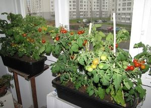 Зимний огород: выращиваем помидоры на подоконнике