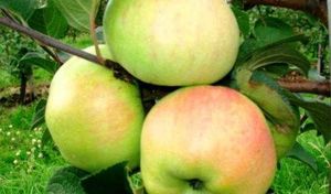 Cорт яблок богатырь: фото и описание